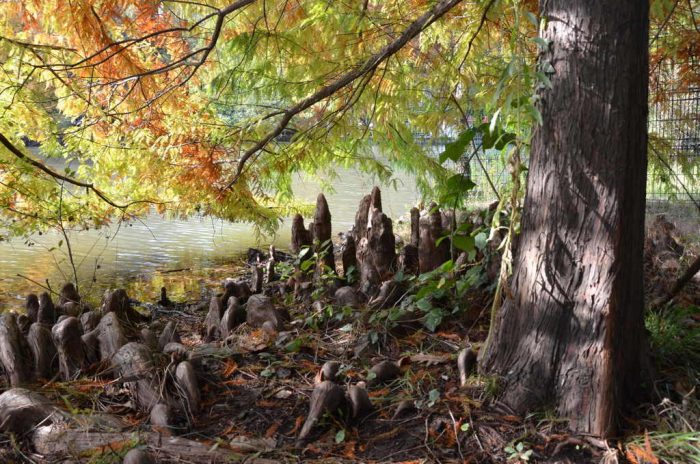Atatürk Arboretumu : Sonbaharın Şarkısı Bataklik Servisi Arboretum 700x464 - Atatürk Arboretumu : Sonbaharın Şarkısı