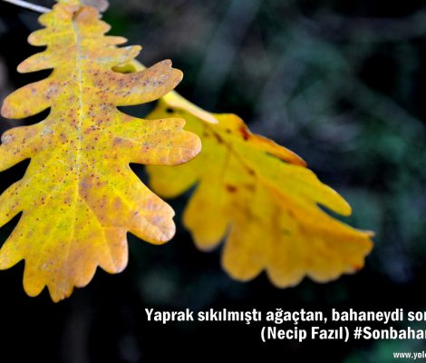 Yaprak sıkılmıştı ağaçtan, bahaneydi sonbahar. (Necip Fazıl Kısakürek)