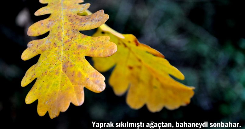 Yaprak sıkılmıştı ağaçtan, bahaneydi sonbahar. (Necip Fazıl Kısakürek)
