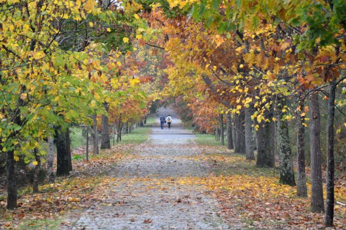 arboretum agac muzesi 700x467 - Atatürk Arboretumu : Sonbaharın Şarkısı