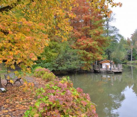 Atatürk Arboretumu : Sonbaharın Şarkısı ataturk arboretumu sonbahar 470x400 - Atatürk Arboretumu : Sonbaharın Şarkısı