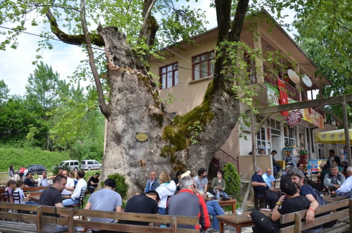 Melen Çayında Rafting dokuz degirmen koyu anit agaci 600 yasinda 700x464 - Melen Çayında Rafting