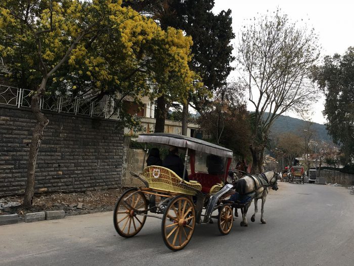 Büyükada'da Mimoza Kokulu Bahar mimoza adada fayton 700x525 - Büyükada'da Mimoza Kokulu Bahar