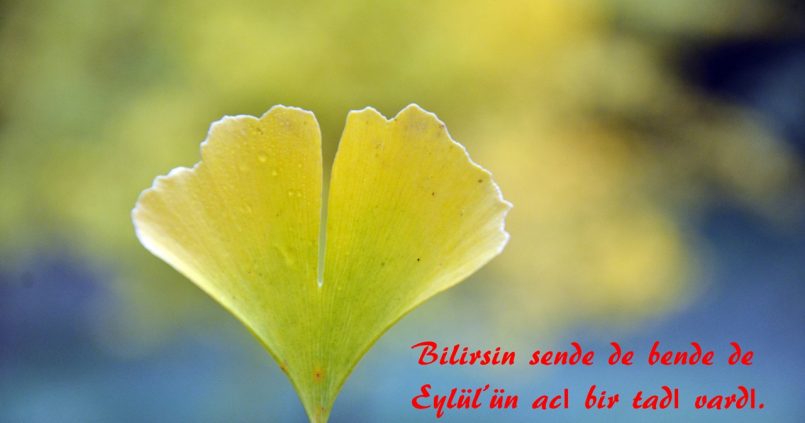 sonbahar siirleri 1 805x423 - Sonbahar Şiirleri