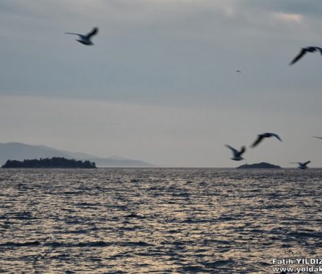 Tuzla Adalari Incirli Ada 470x400 - Tuzla Adaları : İstanbul'un Bilinmeyen Adaları