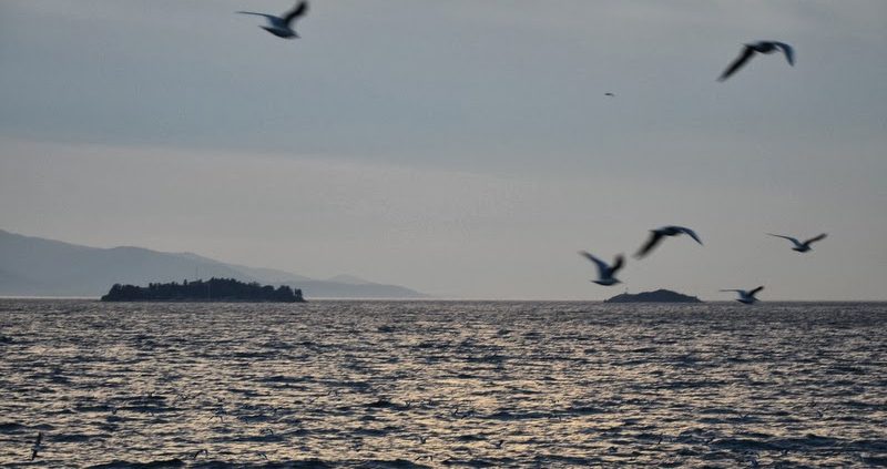Tuzla Adalari Incirli Ada 800x423 - Tuzla Adaları : İstanbul'un Bilinmeyen Adaları