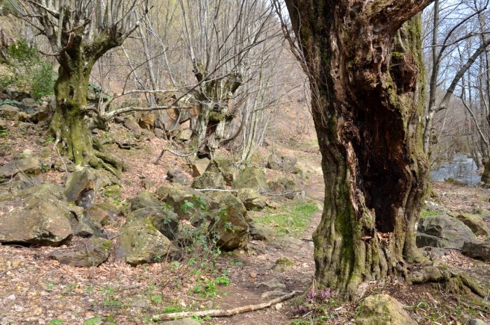 Yalovanin Fangorn Ormanlari 700x464 - Erikli &Ccedil;ifte Şelaleler : Doğanın Sesine Y&uuml;r&uuml;y&uuml;ş