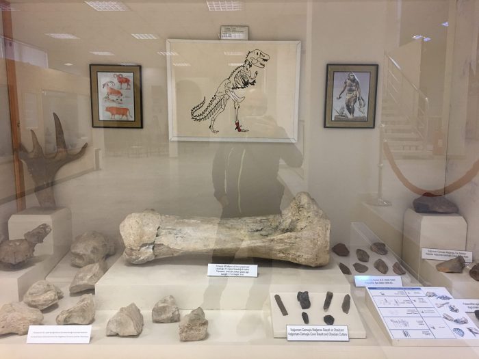 Kars Müzesi Dinazor Kemiği, 1989 yılındaki kazılarda çıkartılmıştır. Ayak bilek kemiği fosilinin, 65 milyon yıl öncesi ait olduğu belirlenmiştir. Tirinazor grubu dinozora aittir.