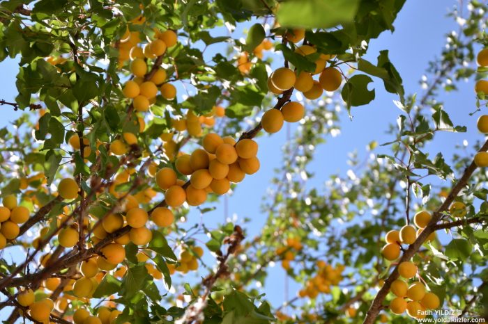 Darende : Somuncu Baba'nın Duası, Suyun Bereketi malatya kayisi agaci 700x466 - Darende : Somuncu Baba'nın Duası, Suyun Bereketi