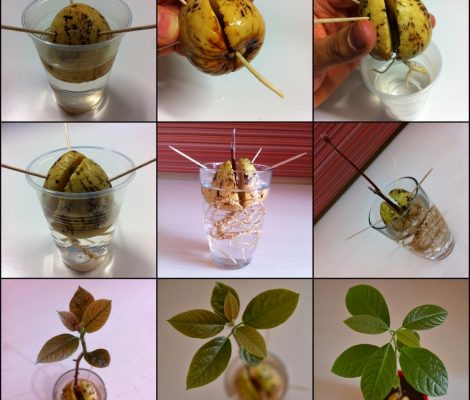 bardakta avakado cekirdegi yetistirme 470x400 - Avokado Çekirdeği : Bardaktan Saksıya