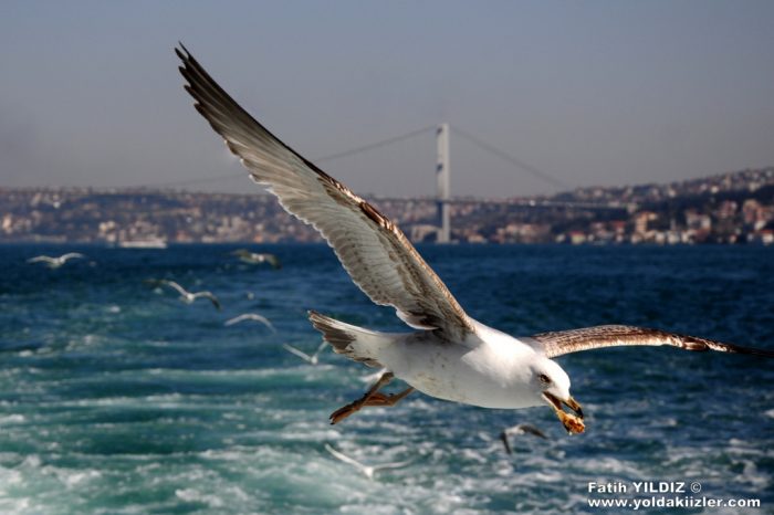 Şehrin Haylazları Martılar martı istanbul 700x466 - Şehrin Haylazları Martılar