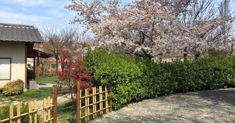 baltalimani japon parki 805x423 - Baltalimanı Japon Bahçesi
