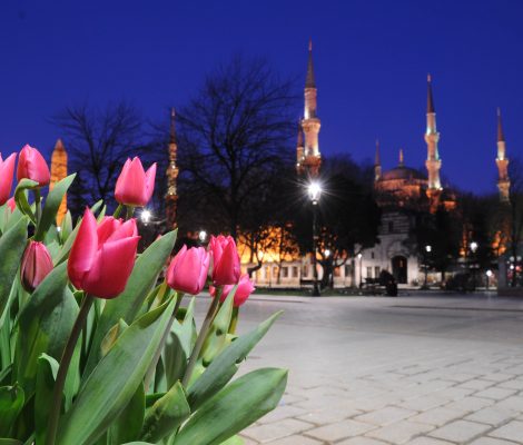 istanbulun cicekleri 470x400 - İstanbul Çiçekleri : Baharın Geçit Töreni