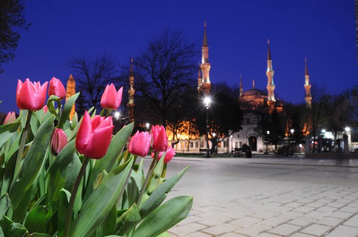 Türk'ün asil çiçeği laleler tüm ihtişamı ile İstanbul'u süsler halı gibi kasnak kasnak. Nisan boyunca mestheder gözleri ve gönülleri. Şairlerin çiçeğidir laleler. Şiirlerinde bir köşeye iliştirmek isterler. Sevgiliyi bulur o köşede. Ömrü bir aydır belki. Ancak yaz kış yaşarlar camilerin duvarlarında.
