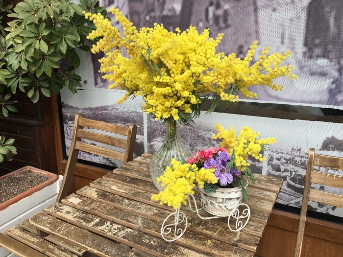 mimoza k 700x525 - İstanbul Çiçekleri : Baharın Geçit Töreni