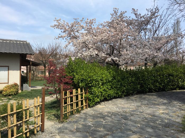 Sakura, Japonların İstanbul'a hediyesidir. Baltalimanı'ndaki Japon Parkı Nisan'ın ilk günlerinde muhakkak görülmelidir. Çok bekletmeye gelmez çünkü. Pembe bir rüya gibi kısacıktır ömrü. 