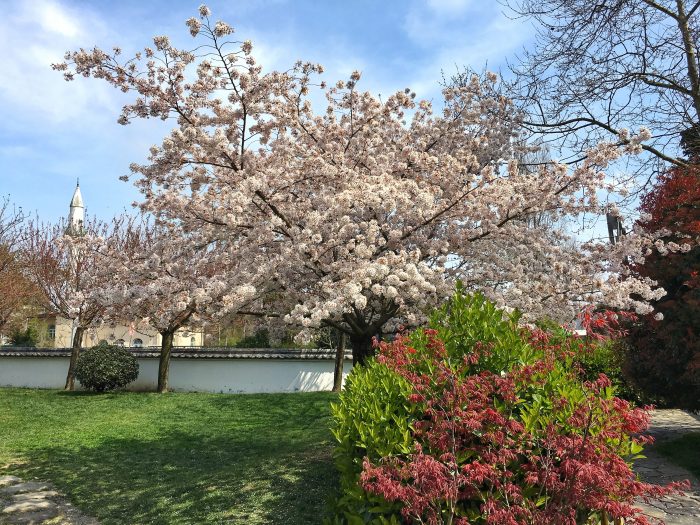 sakura agaci 700x525 - Baltalimanı Japon Bahçesi
