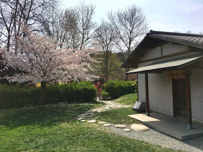 Sakura çiçekleri Nisan başında açmaya başlayıp kısa süre içinde de dökülür. Bu yüzden Japon edebiyatında hem yaşamı ile hem ölümü hatırlatan bir sembol olarak kullanılmaktadır.