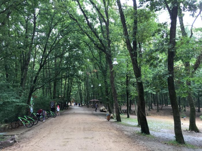 Ormanya'da bisiklet sürebilir, koşabilir yada yürüyebilirsiniz