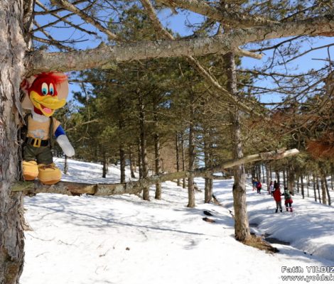 agackakan woody trekking 11 470x400 - Ağaçkakan Woody Trekking Yaparsa